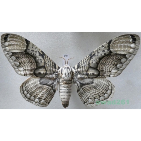 Brahmaea hearseyi White, 1862 male ex. ovo China 105mm49d